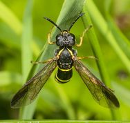 Bladhveps tenthredo vespa